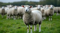 Curious sheep standing out from flock on green pasture, looking directly at camera. Farming and agriculture concept showing livestock on grassland.