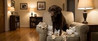 Chocolate Labrador sitting on a destroyed armchair surrounded by torn stuffing in a cozy living room, guilty dog expression after mischief.