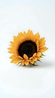 Vibrant sunflower with golden yellow petals and dark brown center isolated on white background, ready for design, botanical, and floral projects.