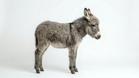 Young gray donkey foal standing in profile on white background, isolated farm animal ready for design projects and educational materials.