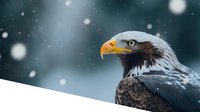 Majestic bald eagle head profile against snowy winter background, showing detailed feathers and sharp yellow beak while snowflakes fall in soft bokeh effect.