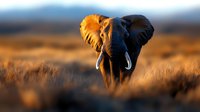 African elephant walking through golden savanna grass at sunset, dramatic lighting highlights tusks and creates silhouette against warm-toned landscape. Wildlife photography.