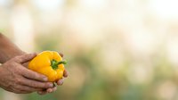 Farmer holding fresh yellow bell pepper in hand against blurred garden background, organic produce harvest.