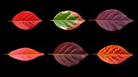Six colorful autumn leaves in red, green, and burgundy tones, isolated on transparent background. Great for clipart, stickers, t-shirt design, and print on demand.