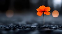Single orange poppy flower standing tall against dark moody background with bokeh lights, shallow depth of field creates dramatic nature photography composition.