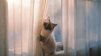 Siamese cat with cream and brown coloring sitting on windowsill behind sheer curtains, looking upward with curiosity. Soft natural light filters through translucent drapes, creating a serene, contemplative mood. Suitable for pet care, home decor, and lifestyle content.