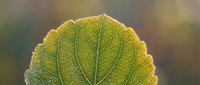 Macro close-up of a translucent green leaf with visible veins backlit by warm sunlight, showcasing natural botanical details and texture for nature and science projects.