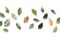 Fresh green and brown bay leaves scattered on white background, creating minimal natural pattern. Isolated herbs for culinary and design projects.