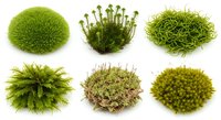 Six varieties of green moss and plant clumps isolated on white background, showcasing diverse textures for nature, botany, and design projects.