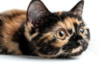 Close up portrait of tortoiseshell cat with bright yellow eyes lying on white background, looking up with curious expression. Isolated studio shot.