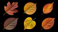 Autumn leaves collection featuring six isolated fall foliage specimens in rich seasonal colors including red, orange, yellow and brown tones. Transparent background, ready for clipart, t-shirt design, stickers and print-on-demand projects.