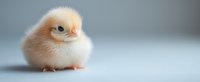 Adorable yellow baby chick with fluffy feathers standing on light background, looking curious and innocent. Close up view with soft bokeh effect.