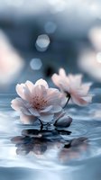 Delicate pink cherry blossoms floating on tranquil water surface with soft bokeh background, creating serene atmosphere for wellness and spa designs.