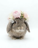 Adorable gray lop-eared rabbit wearing pink peony flower crown on white background for Easter spring decorations and pet photography projects.