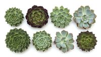 Collection of eight colorful succulent plants arranged in rows on white background, featuring various rosette shapes and green tones for botanical design.