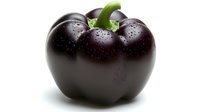 Fresh dark purple bell pepper with water drops and green stem on white background, isolated produce for healthy eating and cooking designs.
