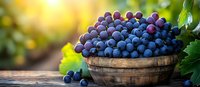 Fresh ripe purple and blue grapes in rustic wooden basket on table outdoors, sunlit vineyard background with bokeh lights and green leaves.