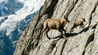 Mountain goats climbing steep rocky cliff face with snow-capped peaks in background. Wildlife adventure and extreme terrain exploration concept.