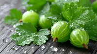 Fresh green gooseberries with water droplets and leaves on rustic wooden surface for healthy eating and organic food concepts.