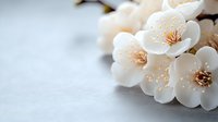 Delicate white cherry blossoms with soft peach centers against blurred light background, macro photography showcasing spring florals and natural beauty.