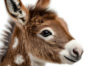 Close up portrait of brown and white baby donkey face showing detailed fur texture and expressive eye against white background, isolated for design use.