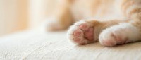 Close-up of adorable kitten paws with pink pads resting on soft beige fabric surface in warm natural lighting for pet care and animal wellness concepts.