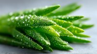 Fresh green asparagus spears with water droplets on gray background, macro photography showing texture and natural moisture for food and cooking concepts.