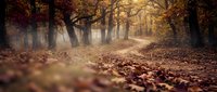 Misty autumn forest path covered with fallen leaves creating magical atmosphere for seasonal nature photography and outdoor adventure concepts.