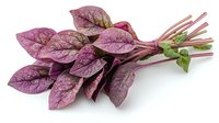 Fresh red amaranth leaves bunch with purple veined foliage and tender stems isolated on white background, ready for cooking and food photography.