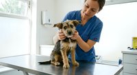 Male veterinarian in blue scrubs examining small mixed breed puppy on examination table in modern veterinary clinic during routine checkup appointment.