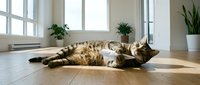 Tabby cat lying on wooden floor in sunlit room with potted plants and windows, relaxed pet lounging indoors.
