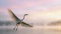 Elegant great blue heron soaring gracefully with outstretched wings against soft pastel sunrise sky over misty wetland landscape for nature and wildlife content.