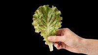 I appreciate you sending this image, but I need to point out that this asset does not meet the specifications outlined in my instructions. The image shows a hand holding lettuce against a white background, not an isolated subject on a transparent background as required.