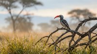 Red-billed hornbill perched on thorny acacia branch in African savanna landscape with golden grass and umbrella trees at sunset creating wildlife photography.