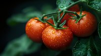 Fresh ripe tomatoes with water drops on vine against dark background, dramatic lighting highlights natural organic produce for food photography.