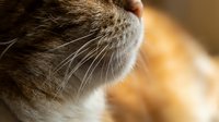 Close-up of a tabby cat muzzle with long white whiskers, soft fur texture, and warm bokeh background capturing feline detail.