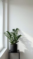 Minimalist interior corner with green houseplant in black pot on metal stand near window casting natural shadows on white wall for home decor and design.