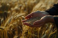 Farmer hands holding harvested wheat grains against golden wheat field background at sunset, representing agriculture, farming and food production concept.