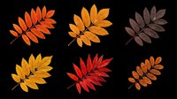 Autumn feather leaves in vibrant orange, yellow, red, and brown shades. Isolated on transparent background, ready for t-shirts, clipart, stickers, sublimation, and print-on-demand designs.