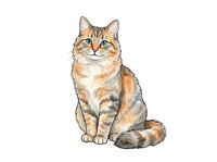 Tabby cat sitting with striped orange and brown coat, isolated on white background, suitable for pet care, veterinary, and animal design projects.