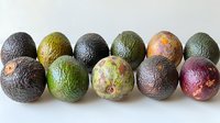 Fresh ripe and overripe avocados in different stages of ripeness arranged in row showing natural color variations from green to dark purple on white background.