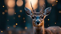 Young male deer with small antlers against warm bokeh lights background creating magical winter atmosphere for holiday seasonal designs.