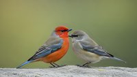 Colorful songbird pair with orange and gray plumage perched together on wooden surface against soft green background for nature and wildlife themes.
