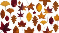 Autumn leaves collection isolated on white background featuring maple oak ginkgo and various fall foliage in warm colors for seasonal design projects.
