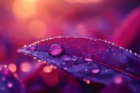 Purple leaf with morning dew drops in magical sunrise light creating bokeh effect background, macro nature photography with vibrant colors.