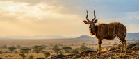 Male greater kudu antelope standing on rocky outcrop in African savanna landscape during golden hour sunset with acacia trees and mountains in background.