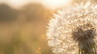 Dandelion seed head glowing in golden sunlight with warm bokeh background, nature macro photography for spring and summer concepts.