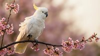 White cockatoo with yellow crest perched on blooming cherry blossom branch in soft spring garden setting with pink flowers and warm bokeh background.