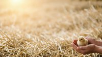 Farmer holding freshly hatched chick in palm against straw bedding background, agricultural poultry farming and animal husbandry concept for farm industry.