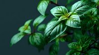 Fresh green basil leaves with water droplets on dark background for culinary herbs cooking ingredients natural organic food photography.